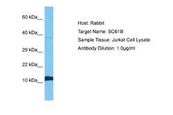SEC61B Antibody, Novus Biologicals 100 &mu;L; Unconjugated:Antibodies,